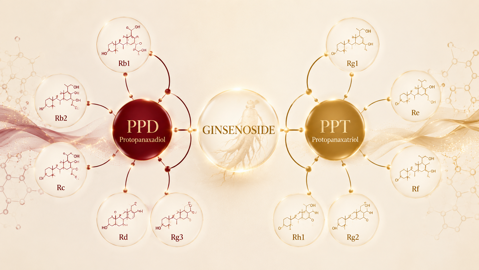 hai nhóm ginsenoside chính ppd và ppt trong nhân sâm