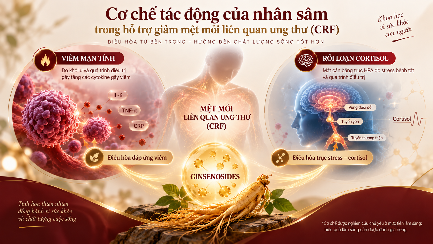 : cơ chế nhân sâm giảm viêm và điều hòa cortisol trong mệt mỏi ung thư